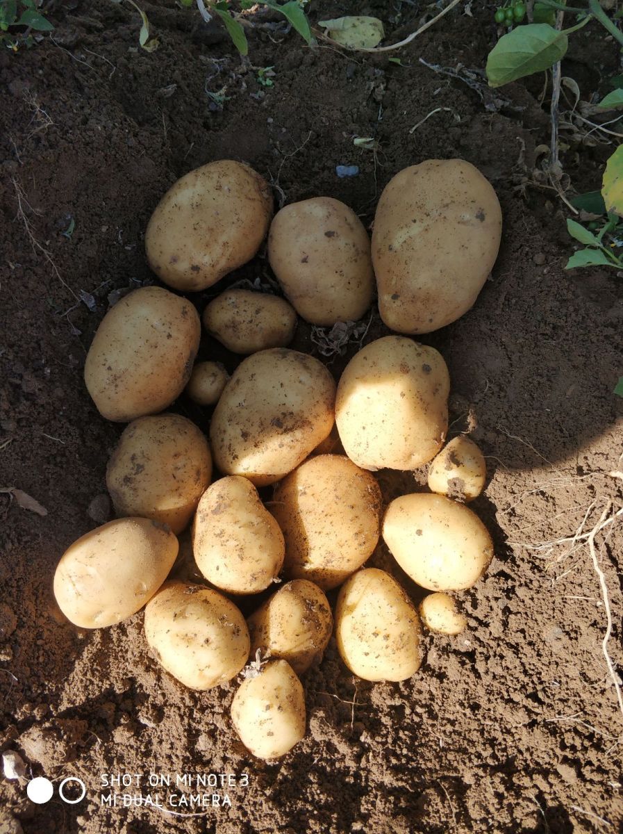 Patates - Resim 1
