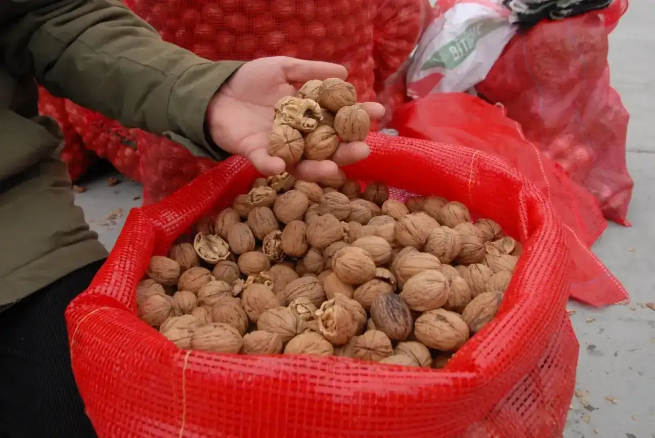 Taze Kabuklu Ceviz - Bandırma Üretimi - Resim 1
