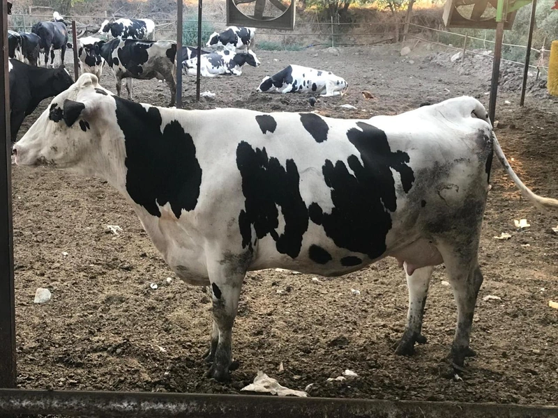Kurbanlık Holstein İnek - 450 kg Tahmini Karkas - Resim 1